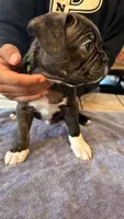Mr. Boss, a male Frenchton for sale in Bakersfield, CA – Photo 5 of 5