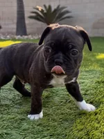 Mr. Boss, a male Frenchton for sale in Bakersfield, CA – Photo 1 of 2