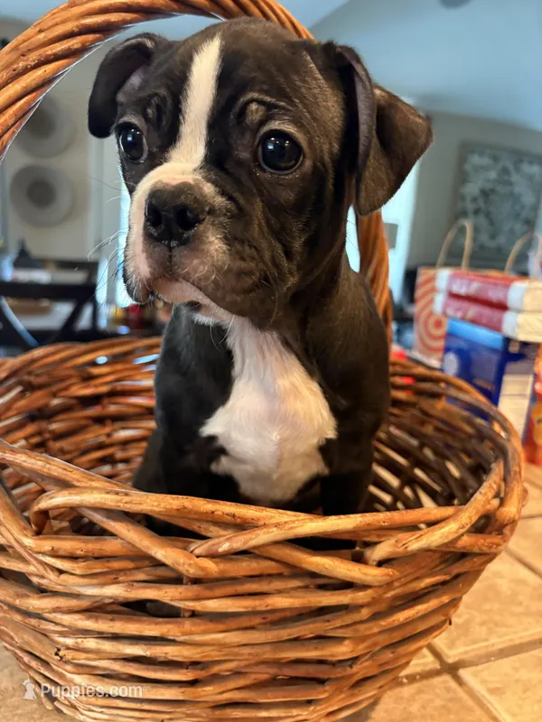Lincoln  – Frenchton puppy for sale in Bakersfield, CA