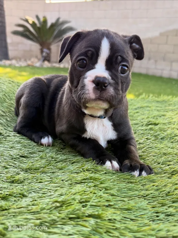 Lincoln  – Frenchton puppy for sale in Bakersfield, CA