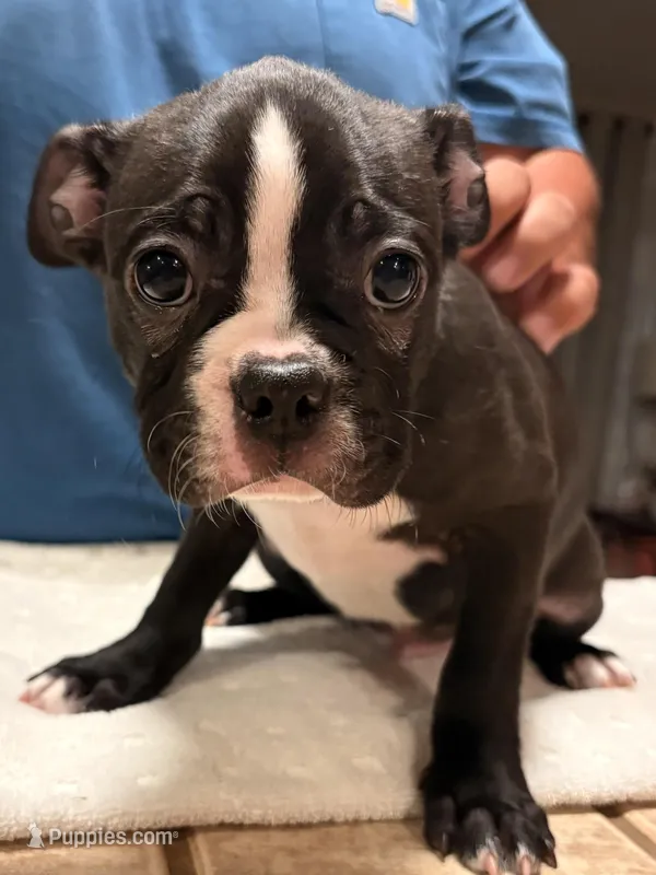 Lincoln  – Frenchton puppy for sale in Bakersfield, CA