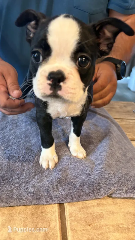 Belle – Frenchton puppy for sale in Bakersfield, CA