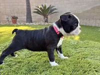 Belle, a female Frenchton for sale in Bakersfield, CA – Photo 2 of 2