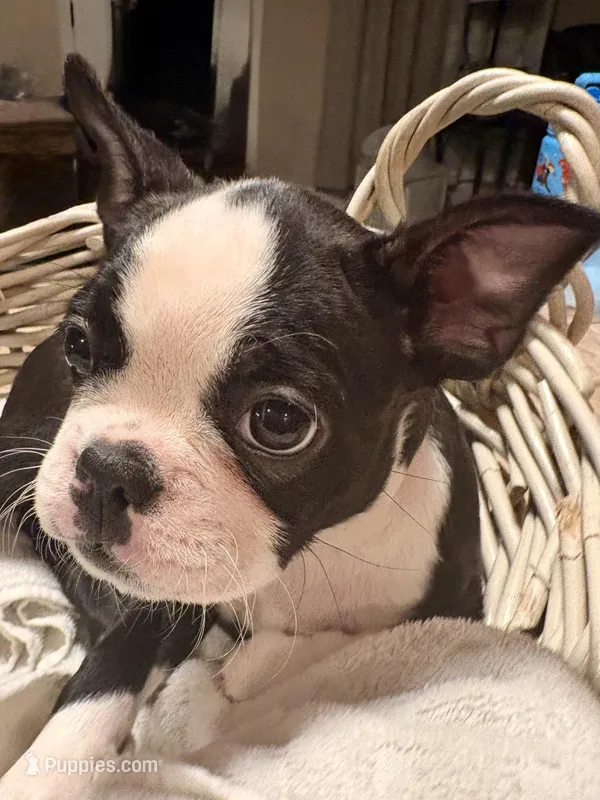 Belle – Frenchton puppy for sale in Bakersfield, CA