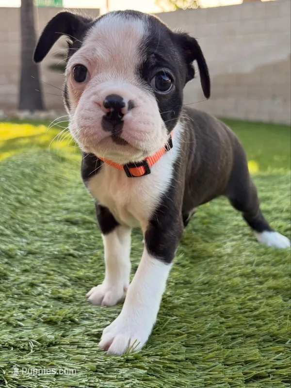 Teddy – Frenchton puppy for sale in Bakersfield, CA