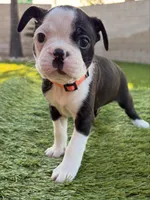 Teddy, a male Frenchton for sale in Bakersfield, CA – Photo 1 of 2