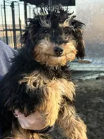 Tri male, a male Bernedoodle for sale in Albany, MO – Photo 2 of 2