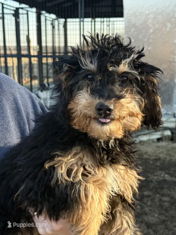 Tri male, a male Bernedoodle for sale in Albany, MO – Photo 1 of 2