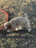 Female 1, a female Bernedoodle for sale in Albany, MO – Photo 5 of 5