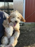 Female 1, a female Bernedoodle for sale in Albany, MO – Photo 1 of 5