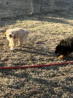 Female 1, a female Bernedoodle for sale in Albany, MO – Photo 4 of 5