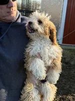 Female 1, a female Bernedoodle for sale in Albany, MO – Photo 3 of 5