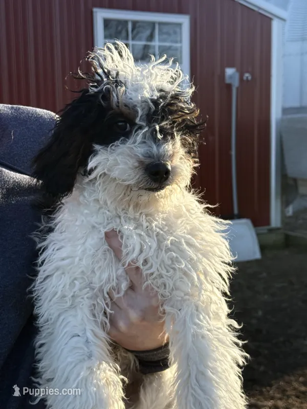 Pickles, a male Bernedoodle for sale in Albany, MO – Photo 1 of 2