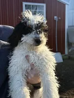 Pickles, a male Bernedoodle for sale in Albany, MO – Photo 1 of 2