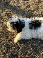 Pickles, a male Bernedoodle for sale in Albany, MO – Photo 2 of 2