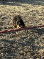 Female 2, a female Bernedoodle for sale in Albany, MO – Photo 3 of 3