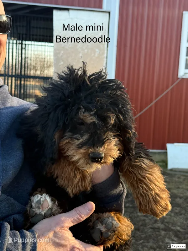 Female 2, a female Bernedoodle for sale in Albany, MO – Photo 1 of 3