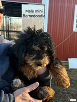 Female 2, a female Bernedoodle for sale in Albany, MO – Photo 1 of 3