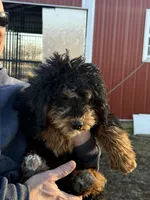 Female 2, a female Bernedoodle for sale in Albany, MO – Photo 2 of 3
