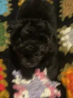 Shadow, a female Chihuahua for sale in Gainesville, FL – 3 of 3