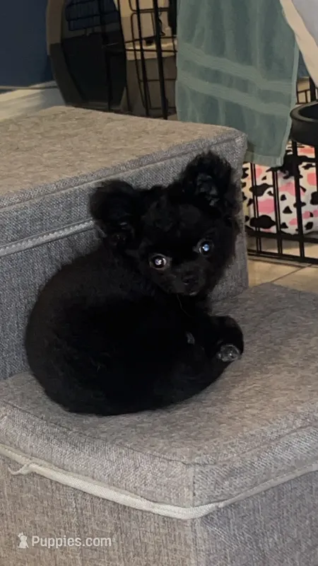 Shadow – Chihuahua puppy for sale in Gainesville, FL