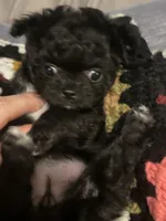 Shadow, a female Chihuahua for sale in Gainesville, FL – 2 of 3