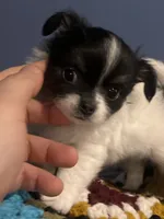 Enzo , a male Chihuahua for sale in Gainesville, FL – 3 of 5