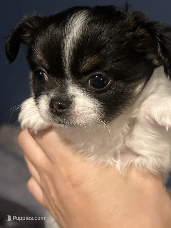 Enzo  – Chihuahua puppy for sale in Gainesville, FL