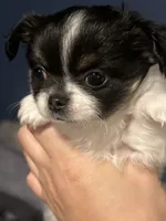 Enzo , a male Chihuahua for sale in Gainesville, FL – 1 of 5