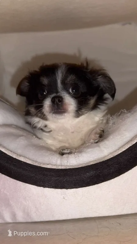 Enzo  – Chihuahua puppy for sale in Gainesville, FL