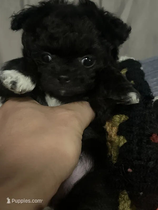Shadow – Chihuahua puppy for sale in Gainesville, FL