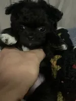 Shadow, a female Chihuahua for sale in Gainesville, FL – 1 of 3