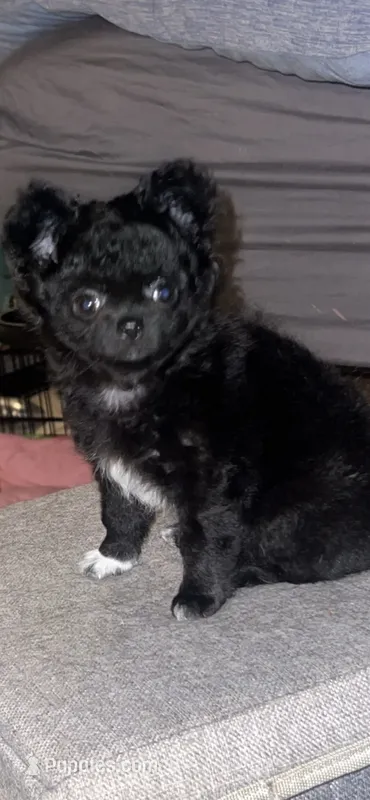 Shadow – Chihuahua puppy for sale in Gainesville, FL