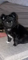Shadow, a female Chihuahua for sale in Gainesville, FL – 2 of 4