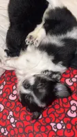 Enzo , a male Chihuahua for sale in Gainesville, FL – 5 of 5