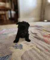 Brother, a male Yorkshire Terrier and Poodle - Toy  for sale in Cimarron, KS – 8 of 9