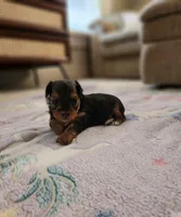 Sugar, a female Yorkshire Terrier and Poodle - Toy  for sale in Cimarron, KS – 6 of 6