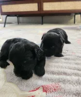 Phillepa, a male Yorkshire Terrier and Poodle - Toy  for sale in Cimarron, KS – 5 of 7
