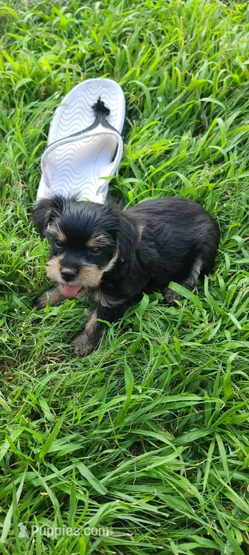 Batman  – Yorkshire Terrier puppy for sale in Cimarron, KS