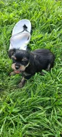 Batman , a male Yorkshire Terrier for sale in Cimarron, KS – 1 of 9