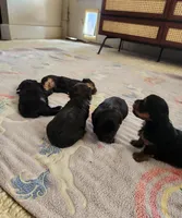 Sugar, a female Yorkshire Terrier and Poodle - Toy  for sale in Cimarron, KS – 2 of 6