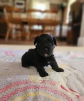 Brother, a male Yorkshire Terrier and Poodle - Toy  for sale in Cimarron, KS – 4 of 9