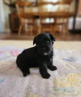 Brother, a male Yorkshire Terrier and Poodle - Toy  for sale in Cimarron, KS – 5 of 9