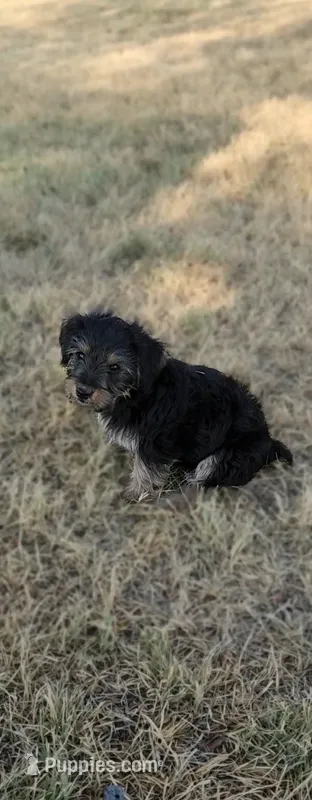 Dolly – Yorkshire Terrier, Poodle - Toy  puppy for sale in Cimarron, KS