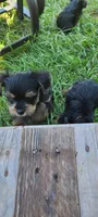 Batman , a male Yorkshire Terrier for sale in Cimarron, KS – 8 of 9