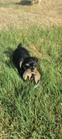 Batman , a male Yorkshire Terrier for sale in Cimarron, KS – 9 of 9