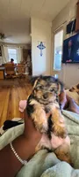 Max. Teddy Bear), a male Yorkshire Terrier and Poodle - Toy  for sale in Cimarron, KS – 9 of 9