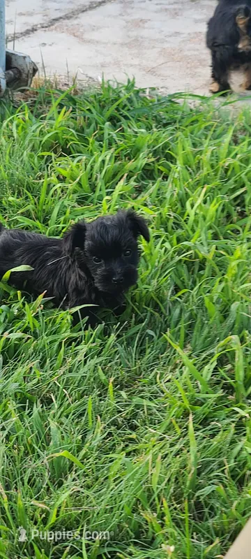 Quena – Yorkshire Terrier, Poodle - Toy  puppy for sale in Cimarron, KS
