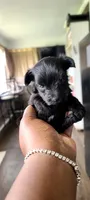 Quena, a female Yorkshire Terrier and Poodle - Toy  for sale in Cimarron, KS – 2 of 5