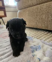 Phillepa, a male Yorkshire Terrier and Poodle - Toy  for sale in Cimarron, KS – 2 of 7